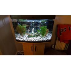 Tropical fish tank with stand