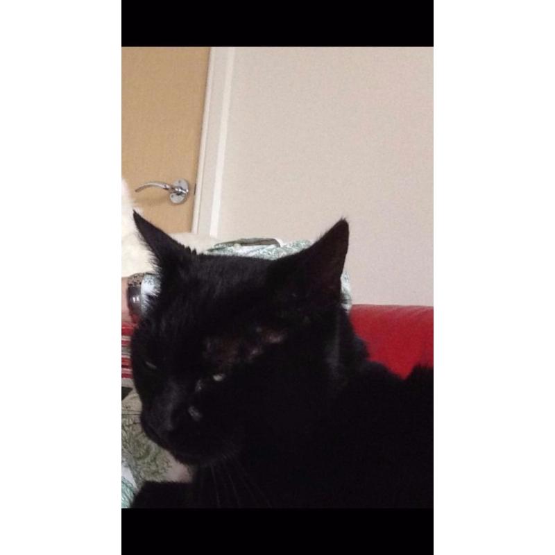 New home for cat