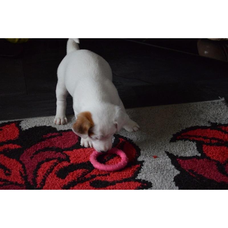 5 Smooth Coat Jack Russell Pups For Sale