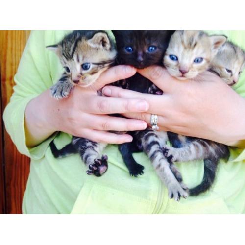 Kittens Forsale