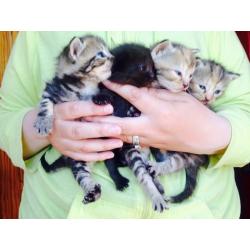 Kittens Forsale