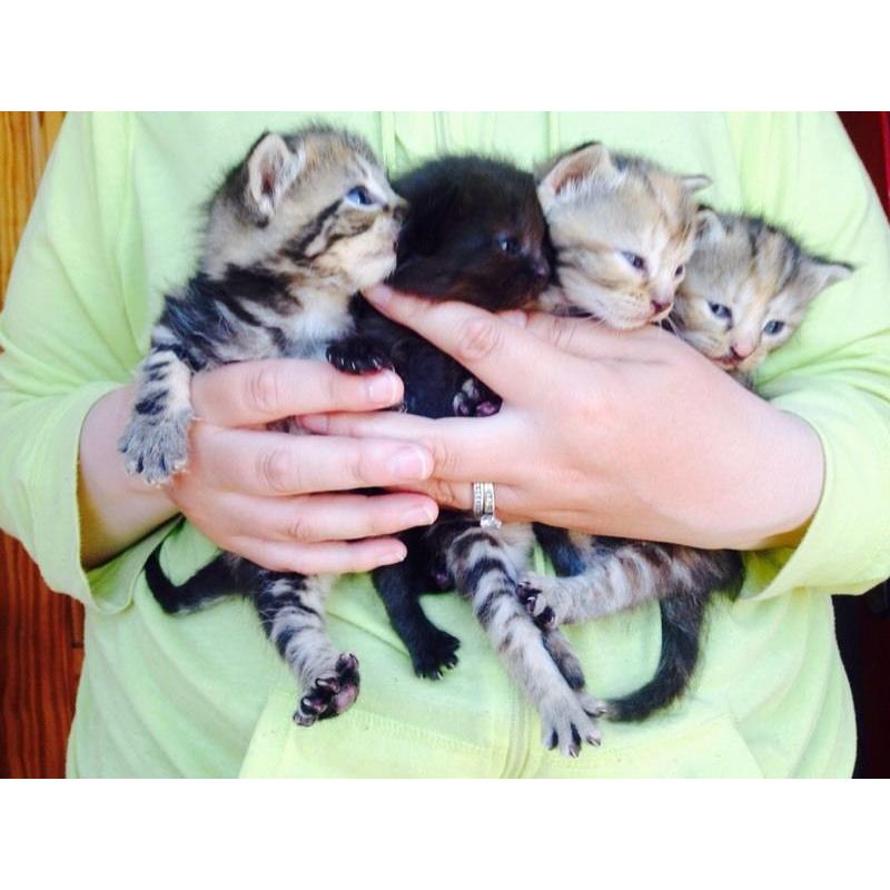 Kittens Forsale