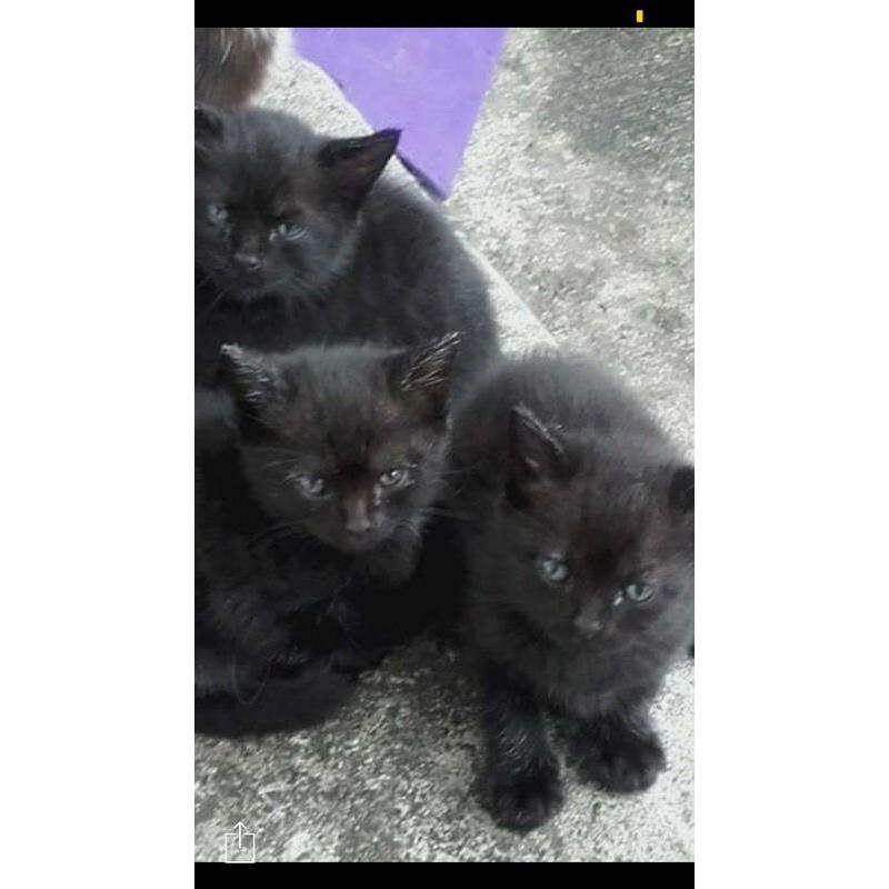 Black Kittens