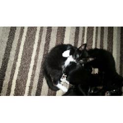8week old black & white kitten