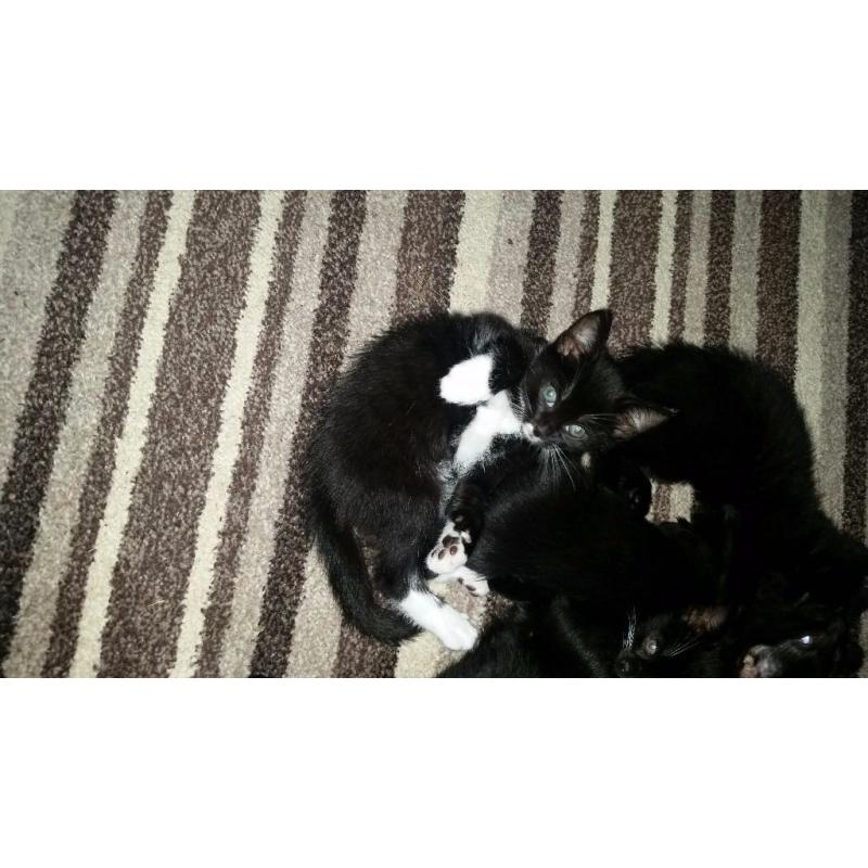 8week old black & white kitten