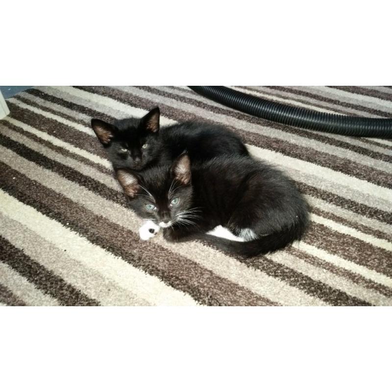 8week old black & white kitten