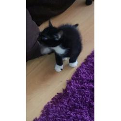 8week old black & white kitten