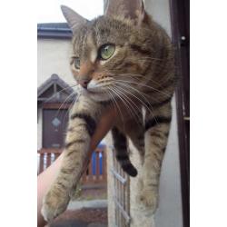 REDUCED! (bengal kittens)