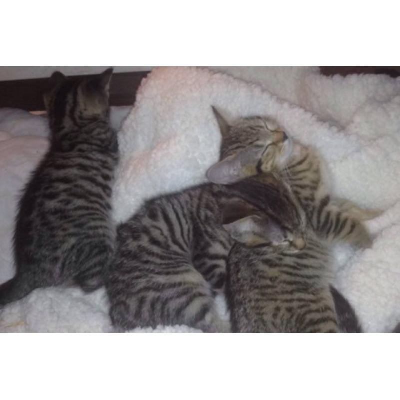 REDUCED! (bengal kittens)
