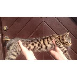 REDUCED! (bengal kittens)