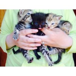 Kittens forsale