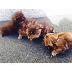 Kittens forsale