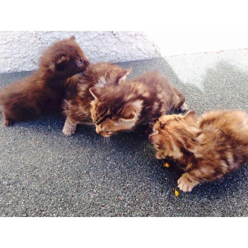 Kittens forsale