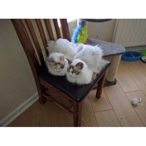 Ragdoll x kittens for sale
