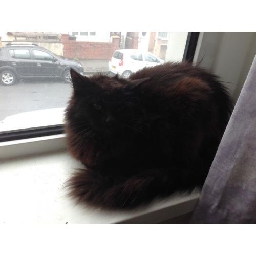 Black cat FREE TO A GOOD HOME.