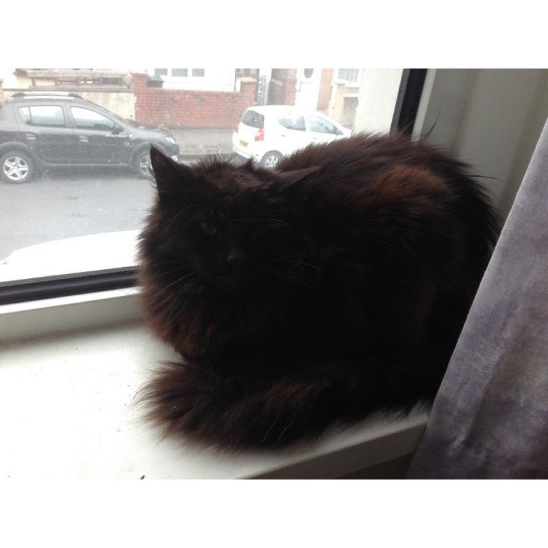 Black cat FREE TO A GOOD HOME.
