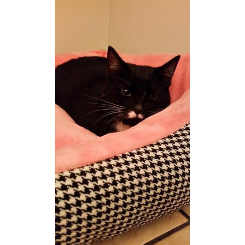 A 10 MONTH OLD FEMALE KITTEN