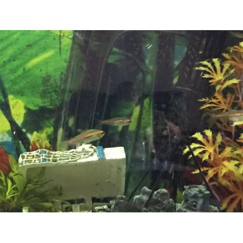 Free tropical fish tetras. Krib plec