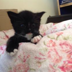 Oriental cross ragdoll kitten