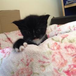Oriental cross ragdoll kitten