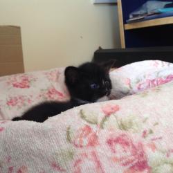 Oriental cross ragdoll kitten