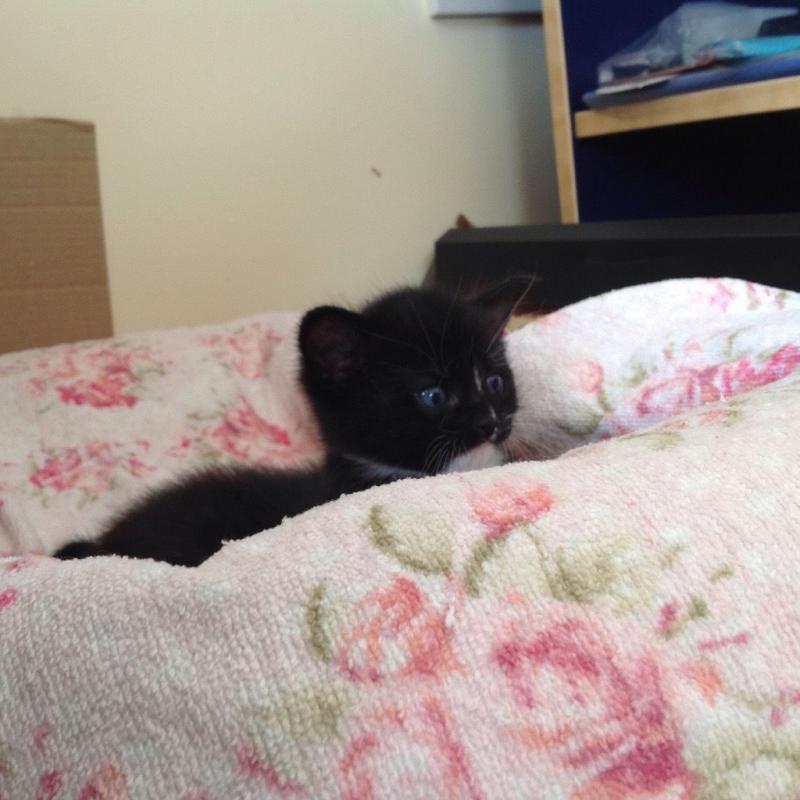Oriental cross ragdoll kitten