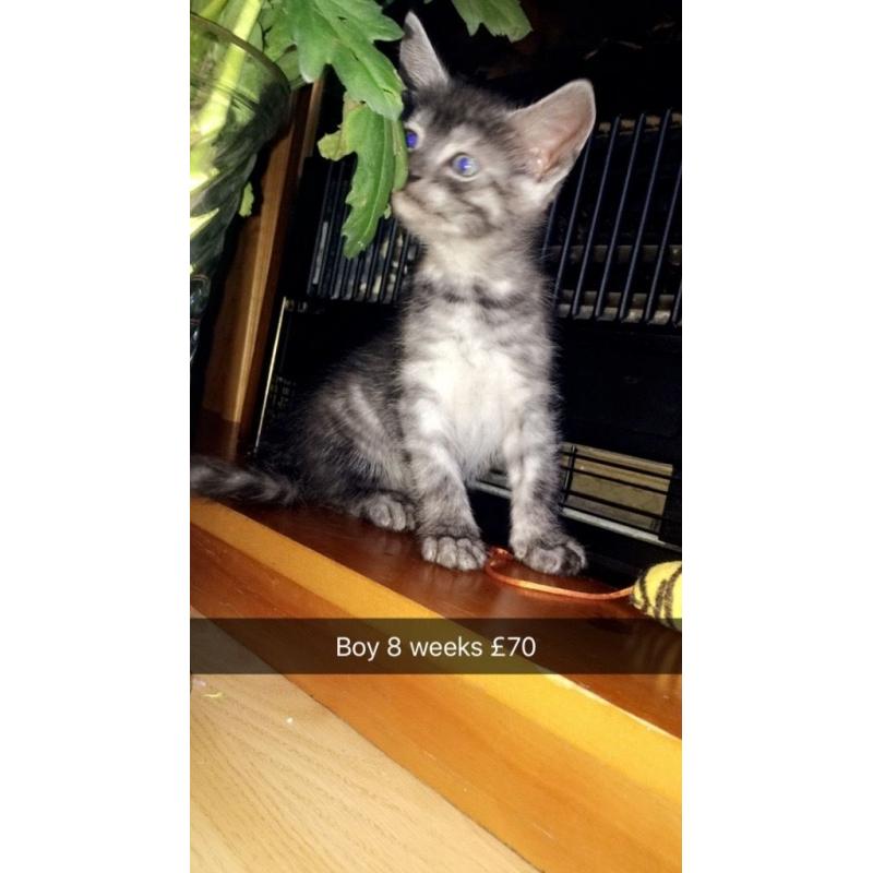 Wee have 5 kittens that are fully litter trained eating food and drinking milk.
