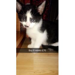 Wee have 5 kittens that are fully litter trained eating food and drinking milk.