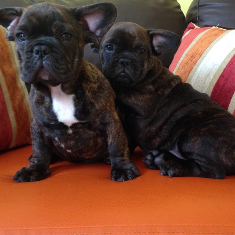 Amazing French Bulldog Puppies