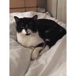 MALE CAT - FREE TO GOOD HOME