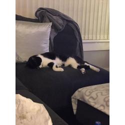 MALE CAT - FREE TO GOOD HOME