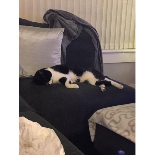 MALE CAT - FREE TO GOOD HOME
