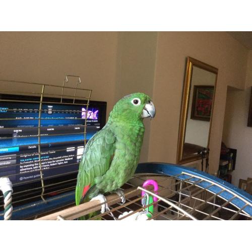 Large Amazon orange wing parrot.