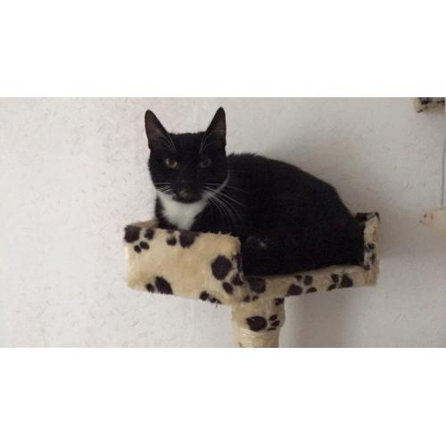 9 month old cat for sale
