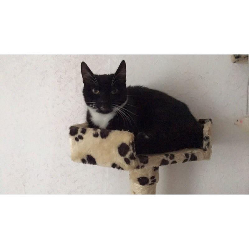 9 month old cat for sale