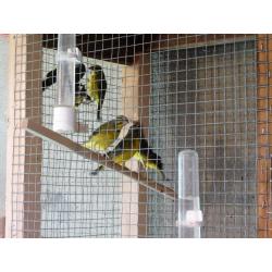 GREEN SINGERS (HENS) green singing finches