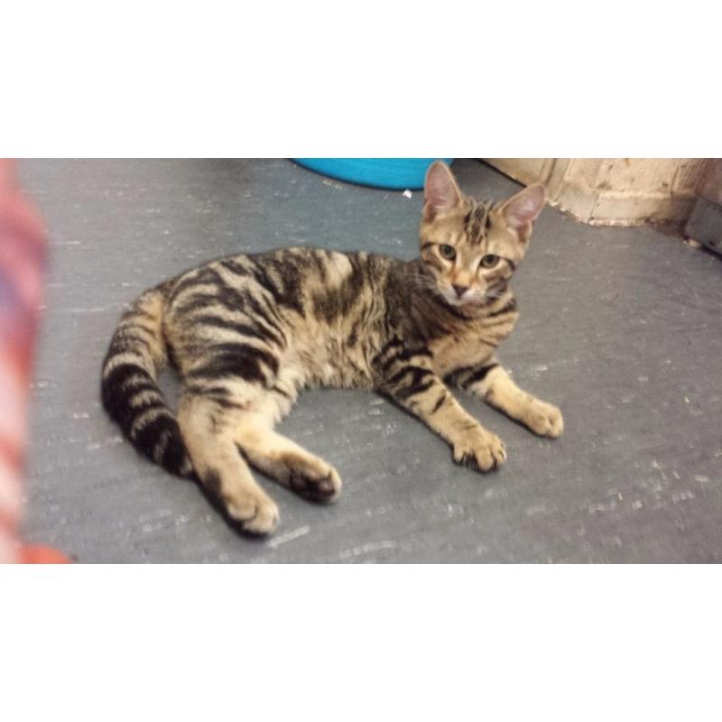 Brown tabby kitten for sale