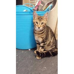 Brown tabby kitten for sale
