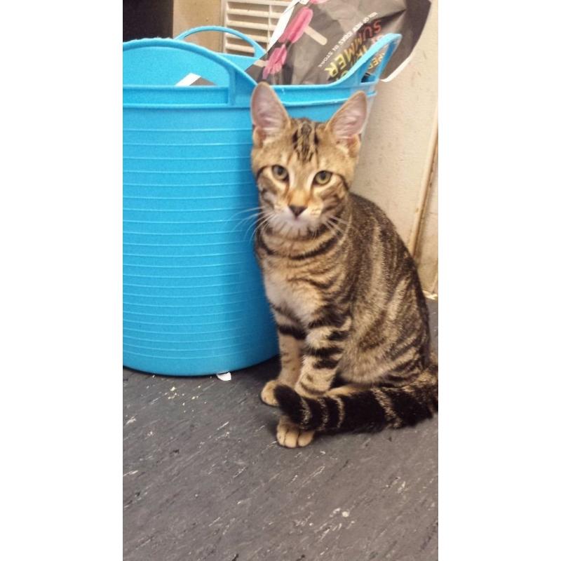 Brown tabby kitten for sale