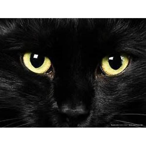beautiful cat FREE to good home