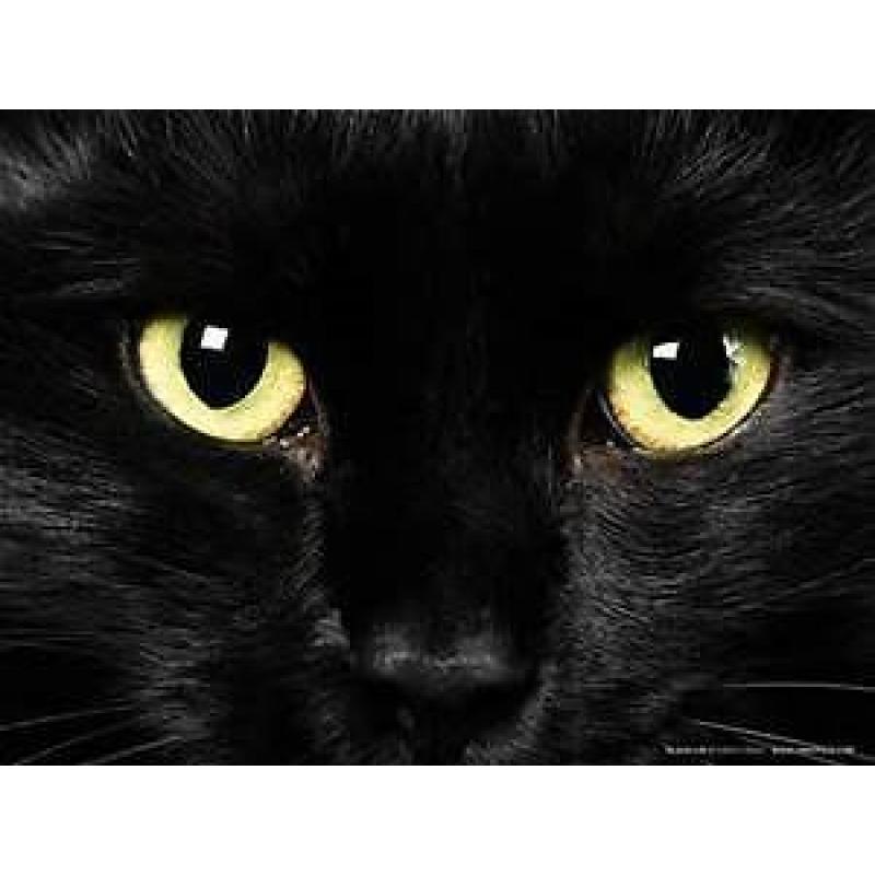 beautiful cat FREE to good home