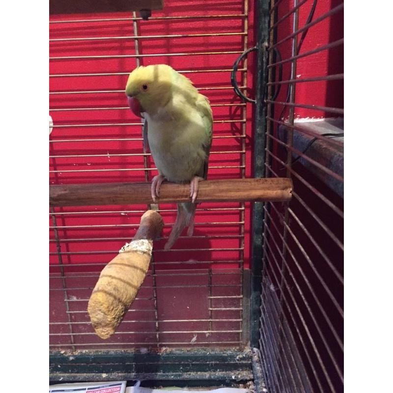 Parakeet found
