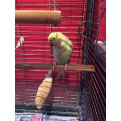 Parakeet found
