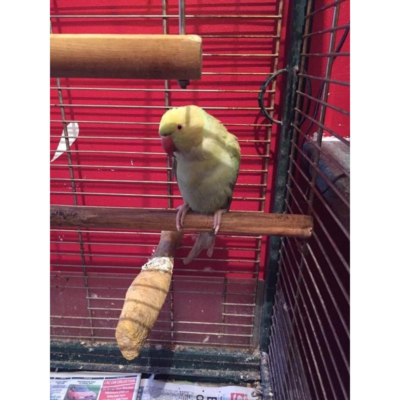 Parakeet found