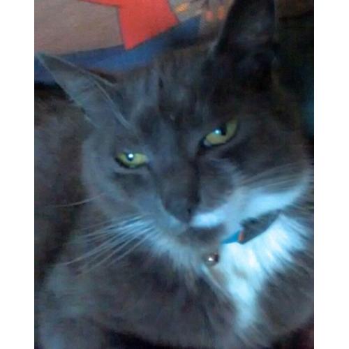 CAT FOUND!!
