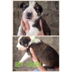 **FOR SALE** Red Welsh Collie Puppies