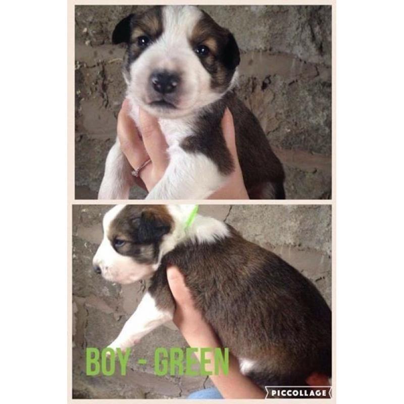 **FOR SALE** Red Welsh Collie Puppies