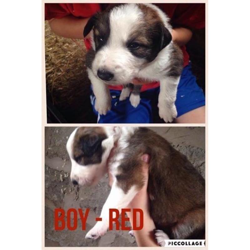 **FOR SALE** Red Welsh Collie Puppies