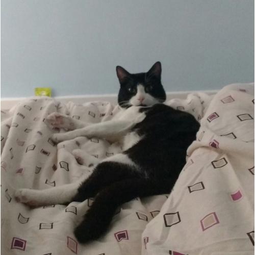 Cat for rehoming
