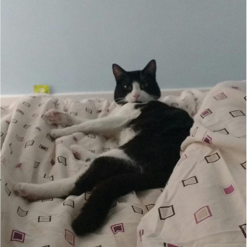 Cat for rehoming